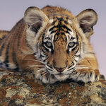 Tiger Toy